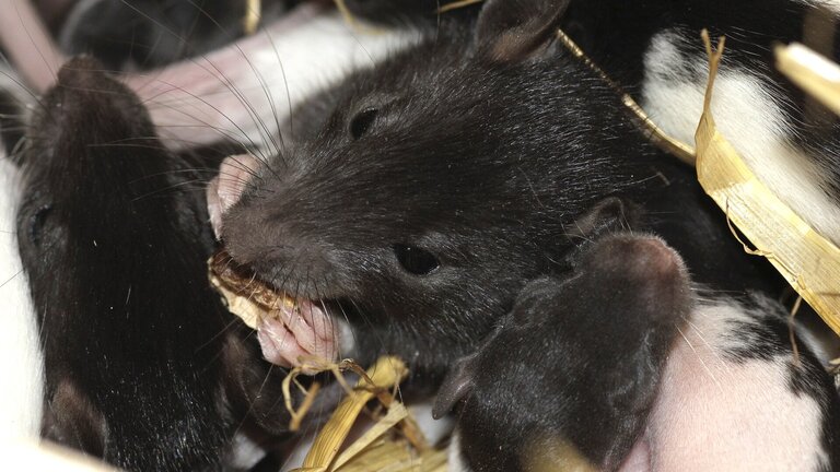 Dunkle Ratte frisst Futter