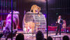 Tiger und Löwen bei einem Auftritt im Zirkus. © M. Marten