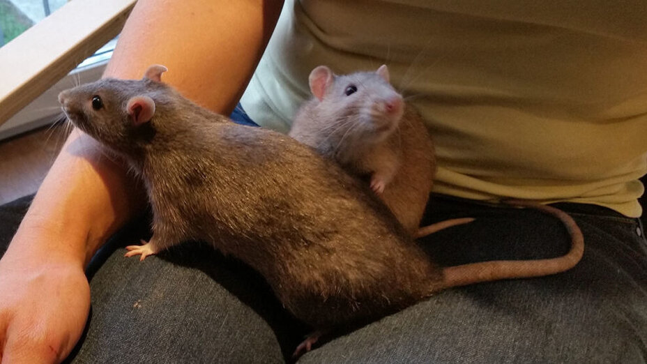 Zwei Ratten auf dem Schoß einer Person
