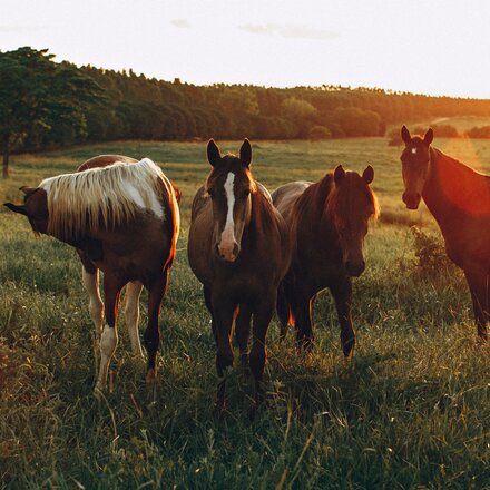 Pferde auf einer Weide
