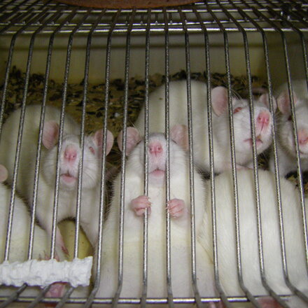 Mäuse im Käfig