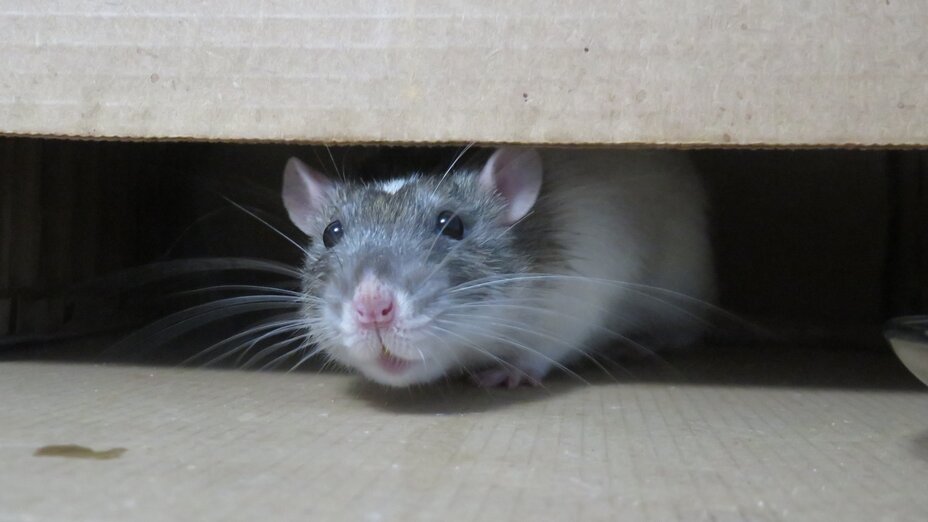 Ratte in einem Versteck aus Pappe