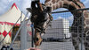 Giraffe wird von Hand gefüttert