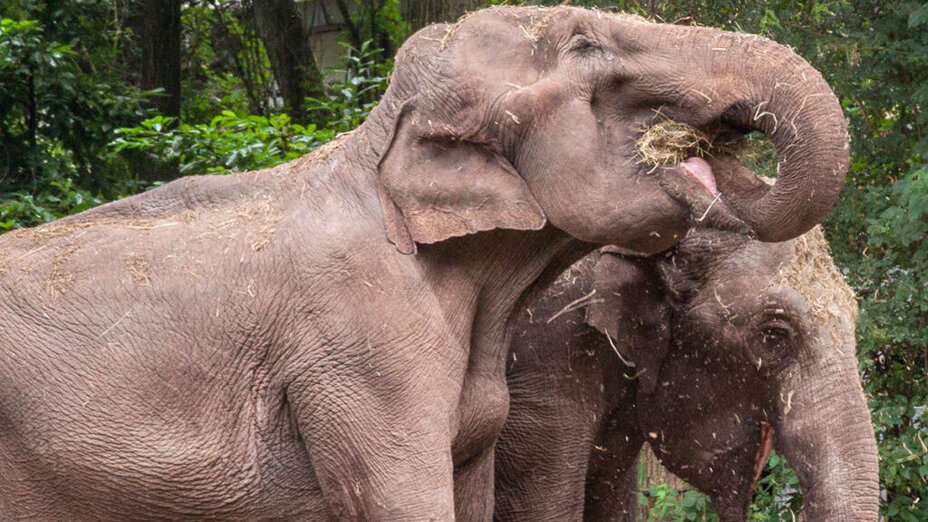Zwei Elefanten fressen Heu. © Masanneck
