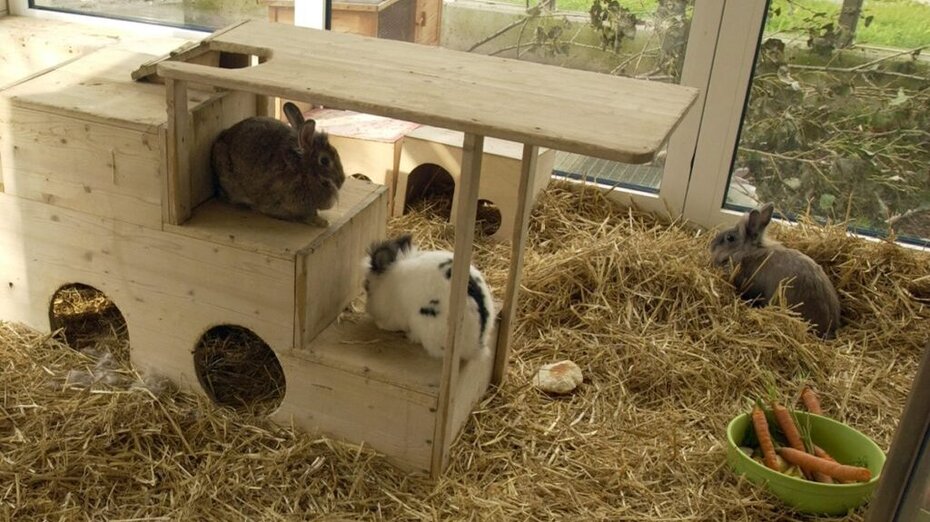 Kaninchen in Stall