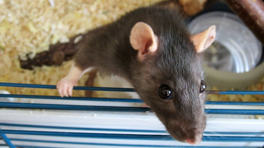 Ratte schaut über Käfig hinweg