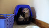 Katzen in Transportbox