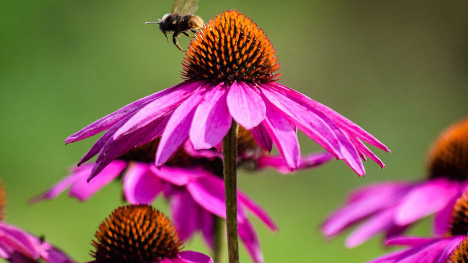 Biene neben einer Blume