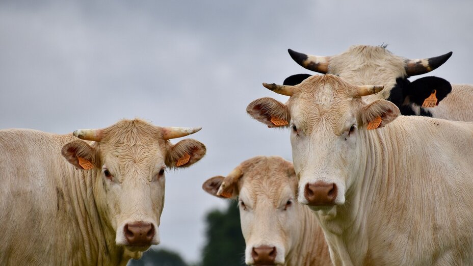 Gruppe Rinder schaut in die Kamera