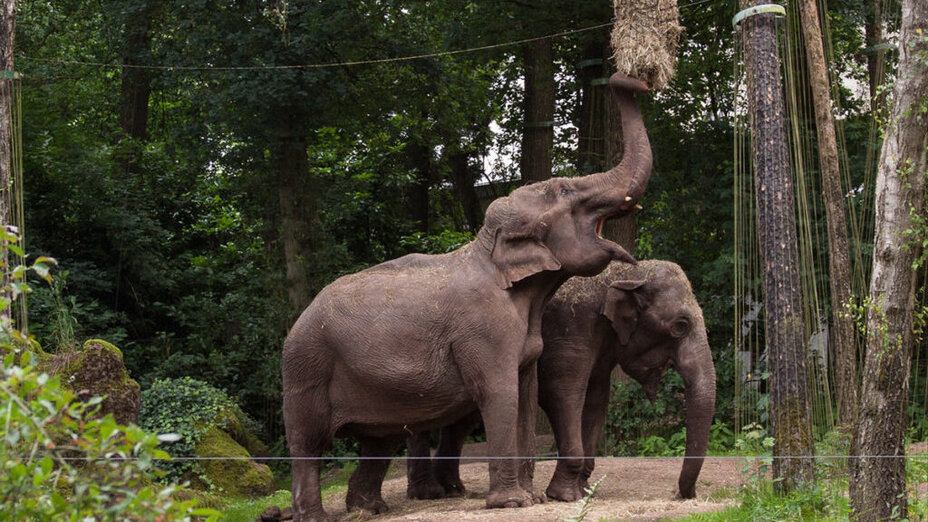 Zwei Elefanten fressen Heu aus einem Netz.  © Masanneck
