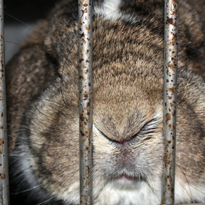 Kaninchen im Käfig
