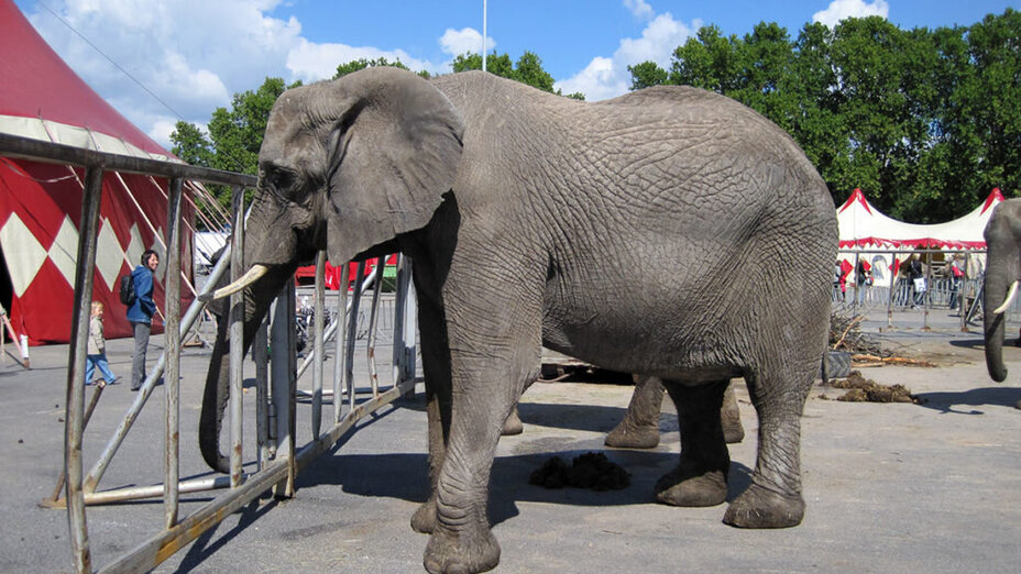 Zirkuselefant auf einem betonierten Festplatz
