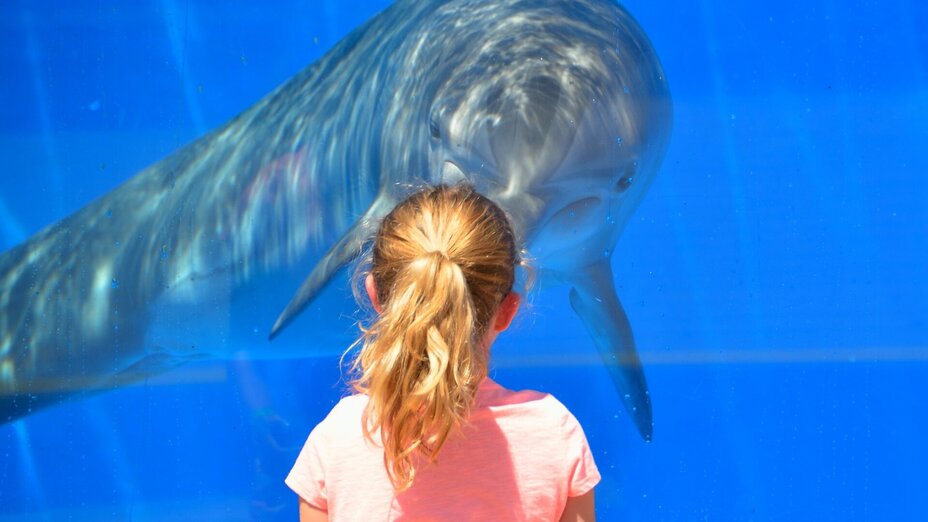 Mädchen schaut sich einen Delfin durch ein Glas an