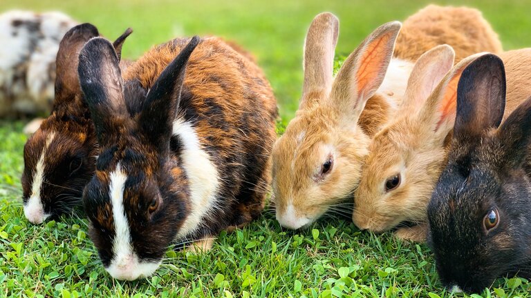 Gruppe Kaninchen frisst Gras