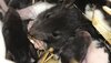 Dunkle Ratte frisst Futter