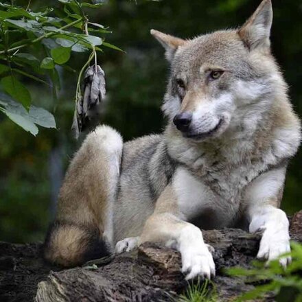Liegender Wolf
