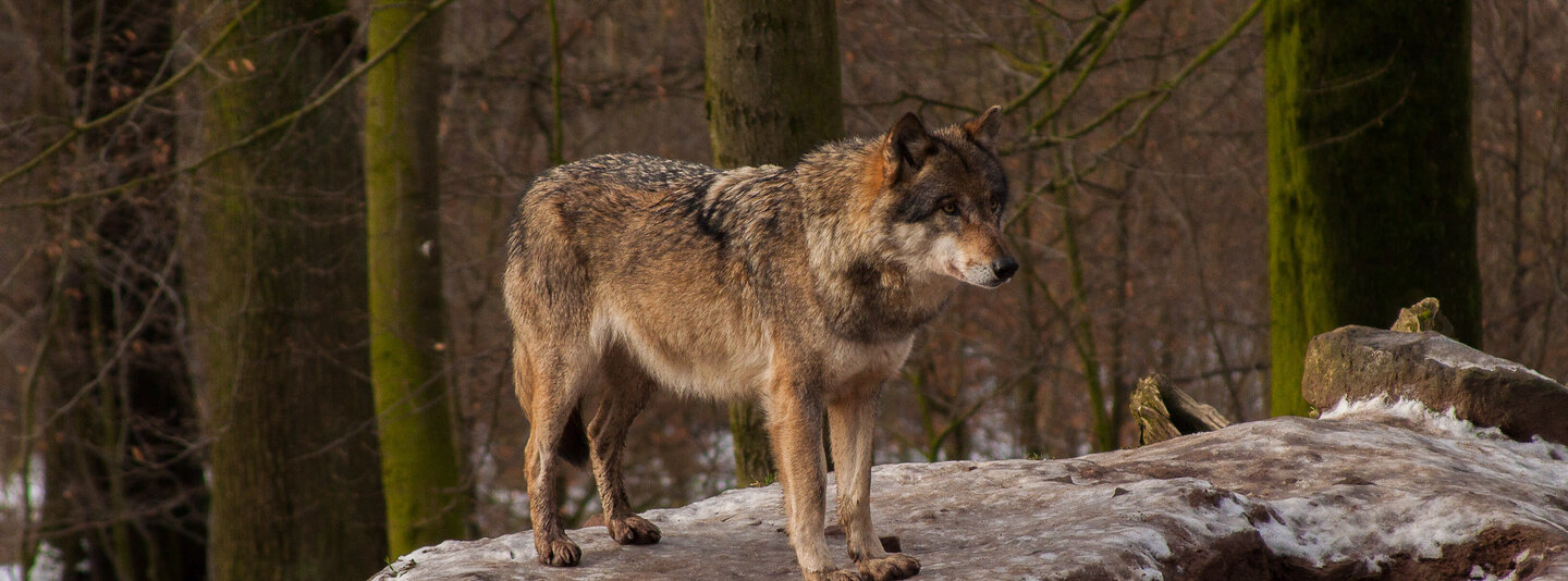 Brauner Wolf