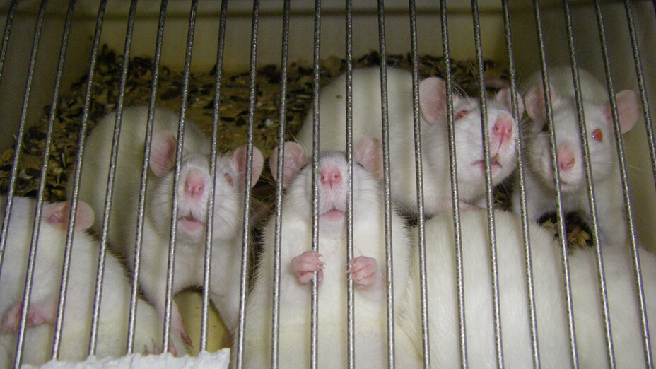 Mäuse in einem Käfig