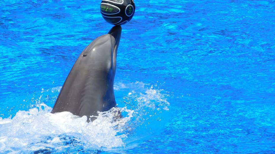 Delfin mit Ball auf der Nase