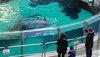 Delfine in einem Becken im Zoo