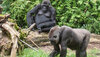 Zwei Gorillas im Zoo. © Masanneck