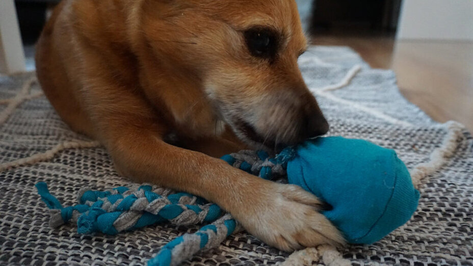 Hund kaut auf blauem Spielzeug