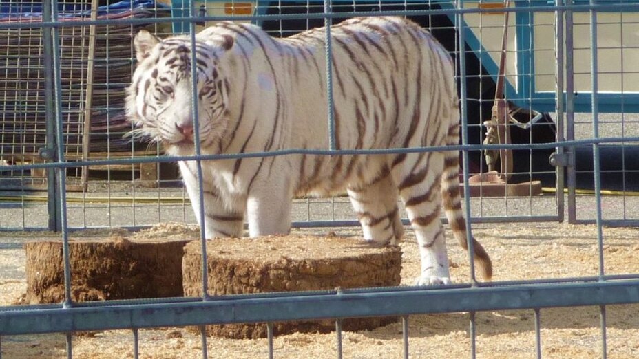 Weißer Tiger hinter Gitter