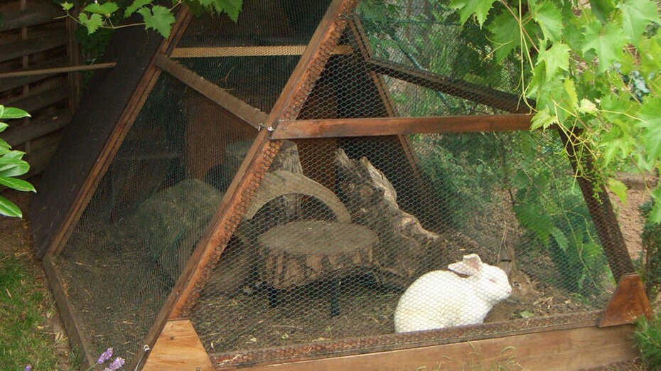 Weißes Kaninchen in einem Außengehege 
