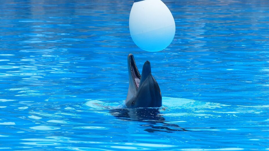 Delfin spielt mit Ball