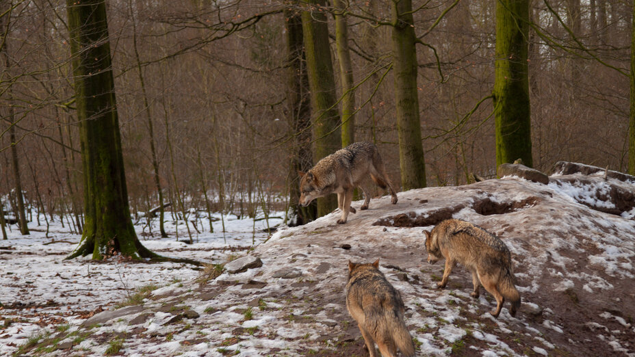 Mehrere Wölfe in Wald