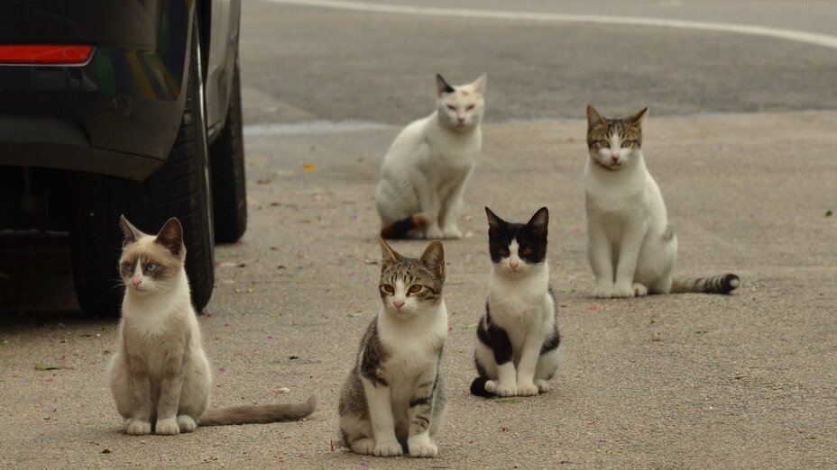 Fünf Katzen neben einem Auto