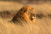 Löwe liegt in Namibia im Gras