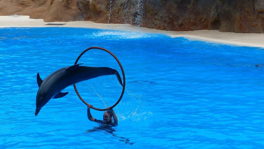 Delfin springt durch Reifen