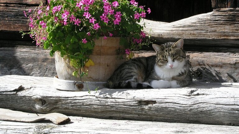 Katze neben einem Blumenkübel