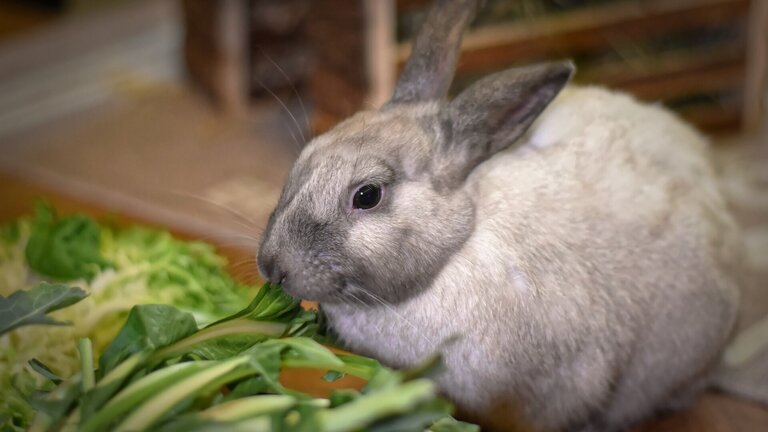 Kaninchen frisst Gemüse
